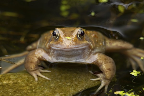Common frog (Rana temporaria) adult amphibian on the water surface of a garden pond in spring, England, United Kingdom