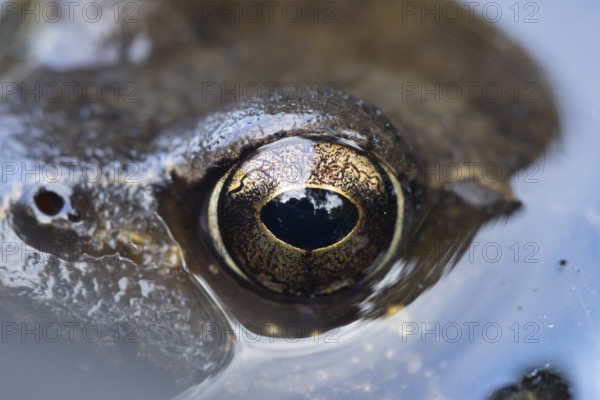 Common frog (Rana temporaria) adult amphibian on the water surface of a pond close up of its eye, England, United Kingdom