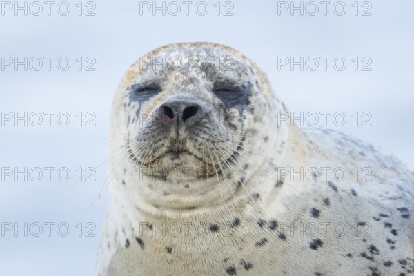 Common or Habor seal (Phoca vitulina) adult animal sleeping on a beach, England, United Kingdom