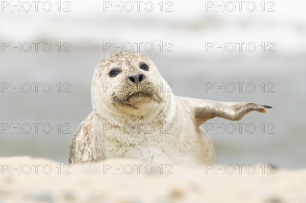 Common or Habor seal (Phoca vitulina) adult animal resting on the sand of a beach, England, United Kingdom