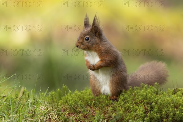 Red squirrel (Sciurus vulgaris) adult animal on a moss covered tree branch in a woodland, England, United Kingdom
