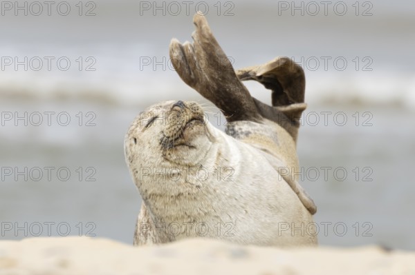 Common or Habor seal (Phoca vitulina) adult animal sleeping on the sand of a beach, England, United Kingdom