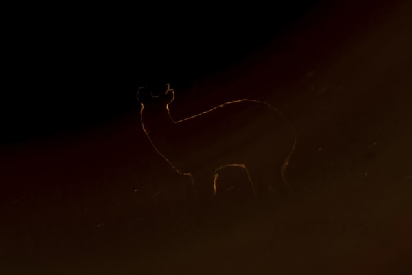 Chinese water deer (Hydropotes inermis) adult animal backlit in a marshland field at sunset, England, United Kingdom