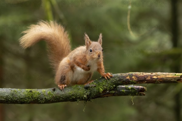 Red squirrel (Sciurus vulgaris) adult animal on a tree branch in a woodland, England, United Kingdom