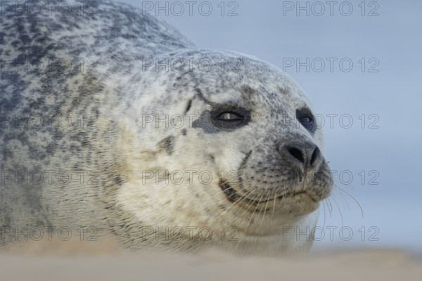 Common or Habor seal (Phoca vitulina) adult animal resting on a beach, England, United Kingdom