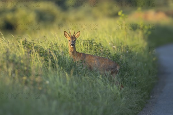 Roe deer (Capreolus capreolus) adult male roebuck on a roadside verge in summer, England, United Kingdom