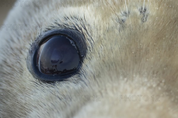 Atlantic grey seal (Halichoerus grypus) adult animal close up of its eye, England, United Kingdom
