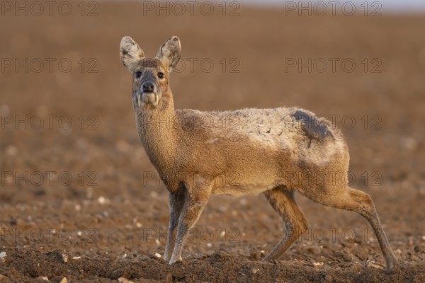 Chinese water deer (Hydropotes inermis) adult animal in a ploughed farmland field, England, United Kingdom