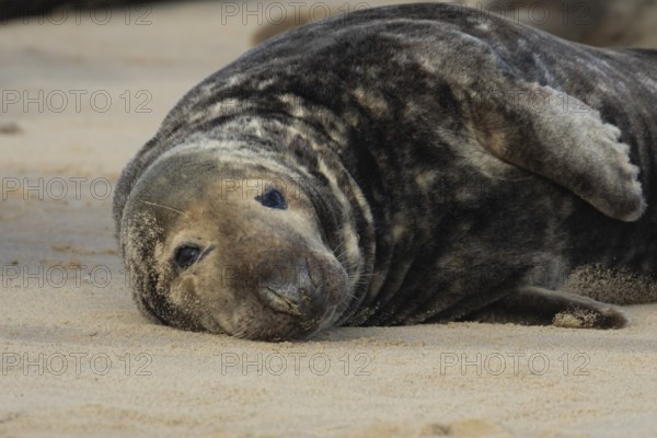 Atlantic grey seal (Halichoerus grypus) adult animal resting on a sandy coastal beach, England, United Kingdom