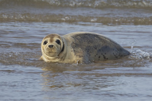Common or Habor seal (Phoca vitulina) adult animal in the shallow waves of the sea, England, United Kingdom