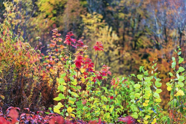 Autumn leaves, Indian summer, detail, Sugar Hill Observation Deck, Kancamagus Highway, White Mountain, New Hampshire, New England, USA