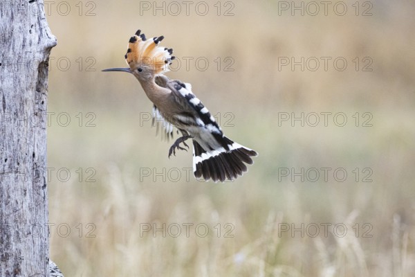 Hoopoe (Upupa epopa) Hungary