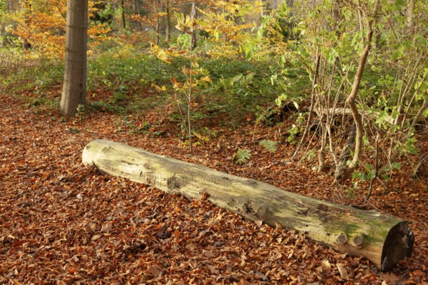 Autumn foliage, Stikelkamper Wald, Leer District, East Frisia, Lower Saxony, Germany