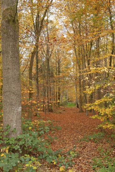 Autumn foliage, Stikelkamper Wald, Leer District, East Frisia, Lower Saxony, Germany