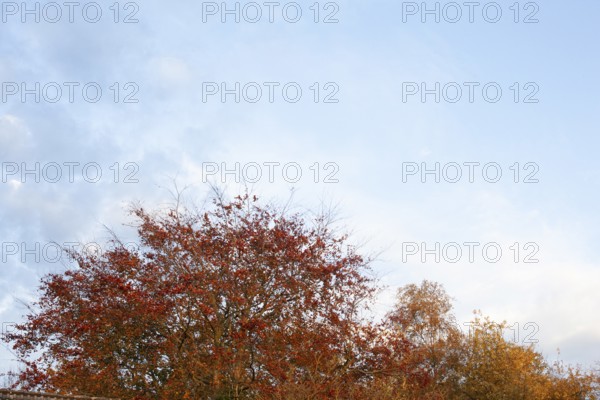 Autumn foliage, Moormerland, Leer District, East Frisia, Lower Saxony, Germany