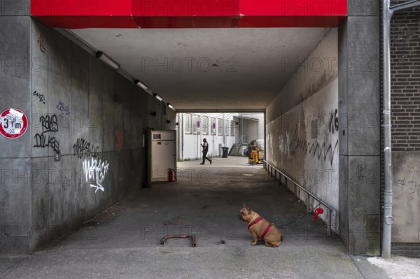 Dog, a boxer waits on a leash for his owner, Hanseatic City of Lübeck, Schleswig-Holstein, Germany