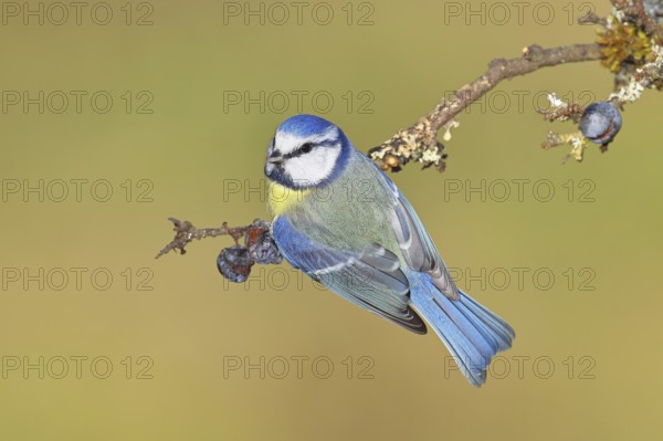 Blue tit (Parus caeruleus), sitting on a branch in a blackthorn bush, (Prunus spinosa), sloes, with ripe fruit, autumn, wildlife, animals, tit family, songbird, birds, Wilnsdorf, North Rhine-Westphalia, Germany