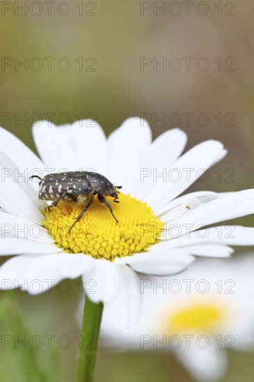 Weeping rose beetle (Oxythyrea funesta), on meadow daisy (Leucanthemum vulgare), other animals, insects, beetles, animals, wildlife, close-up, Wilnsdorf, North Rhine-Westphalia, Germany