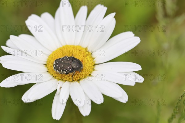 Weeping rose beetle (Oxythyrea funesta), on meadow daisy (Leucanthemum vulgare), other animals, insects, beetles, animals, wildlife, close-up, Wilnsdorf, North Rhine-Westphalia, Germany