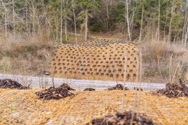 A planted hill with young plants, surrounded by forest in a quiet environment, construction of the Hermann Hesse Railway, Calw, Germany