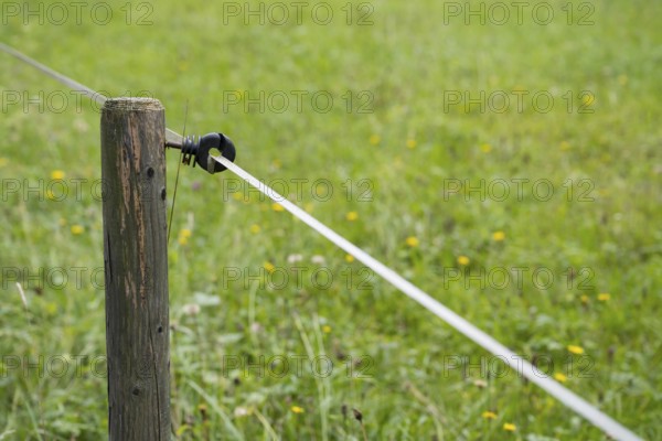 Insulator on an electric fence, willow fence, detail, Upper Bavaria, Bavaria, Germany