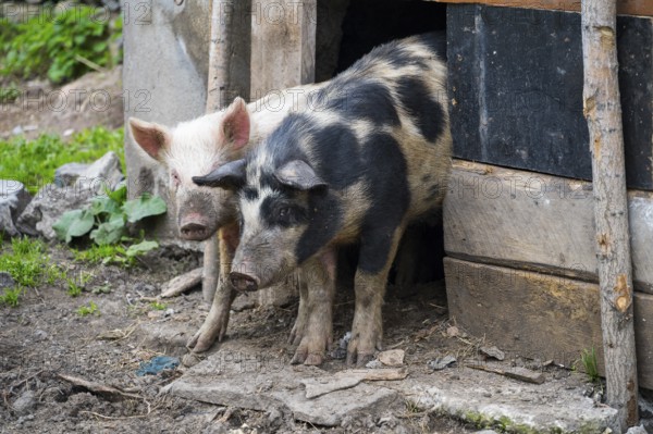 Two pigs stand at the entrance of a wooden barn on a rural farm, Sameba, Kvemo Kartli region, Lower Kartli, Georgia