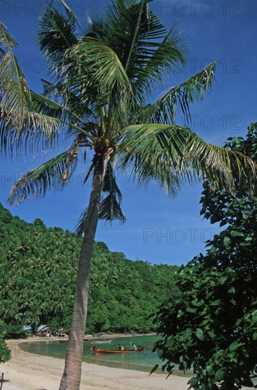 Palm tree on Ko Phi Phi Don beach, two years in front of the tsunami, Thailand, December 2002, vintage, retro, old, historic