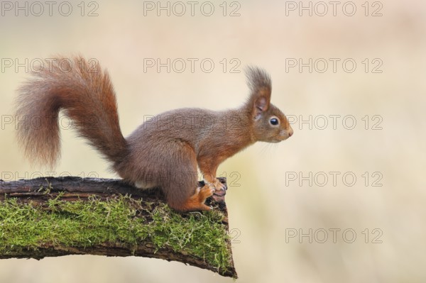 Squirrel (Sciurus vulgaris) standing on a branch overgrown with moss, dark morph, adult animal, wildlife, animals, mammal, rodent, North Rhine-Westphalia, Germany