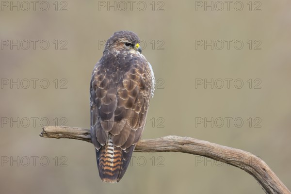 Buzzard (Buteo buteo) sitting attentively on a branch, wildlife, animals, birds, bird of prey, nature photography, Siegerland, North Rhine-Westphalia, Germany