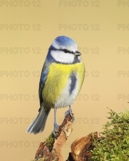 Blue tit (Parus caeruleus), direct view, Sits on an old root, Animals, Birds, Tits, Siegerland, North Rhine-Westphalia, Germany