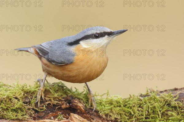 Nuthatch (Sitta europaea) on a moss-covered root, wildlife, nature photography, Neunkirchen, autumn, Siegerland, North Rhine-Westphalia, Germany