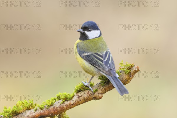 Great Tit (Parus major), sitting on a branch overgrown with moss and lichen, Wildlife, Animals, Birds, Tits, Siegerland, North Rhine-Westphalia, Germany
