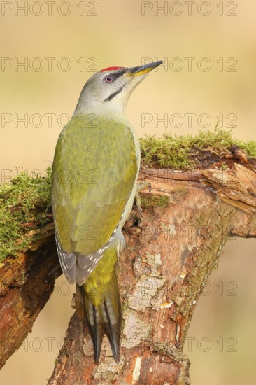 Grey-headed Woodpecker (Picus canus), Grasspecker or Pileated Woodpecker, male sitting on a moss-covered tree stump, Wildlife, Woodpeckers, Nature photography, Neunkirchen, Autumn, Siegerland, North Rhine-Westphalia, Germany