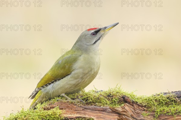 Grey-headed Woodpecker (Picus canus), Grasspecker or Pileated Woodpecker, male sitting on a moss-covered tree stump, Wildlife, Woodpeckers, Nature photography, Neunkirchen, Autumn, Siegerland, North Rhine-Westphalia, Germany