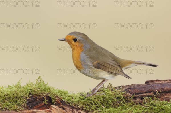 Robin (Erithacus rubecula), foraging, winter feeding, standing on moss, wildlife, songbirds, animals, birds, Siegerland, North Rhine-Westphalia, Germany