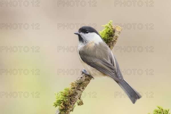 Willow Tit (Parus montanus), sitting on a branch overgrown with moss and lichen, Wildlife, Animals, Birds, Tits, Siegerland, North Rhine-Westphalia, Germany