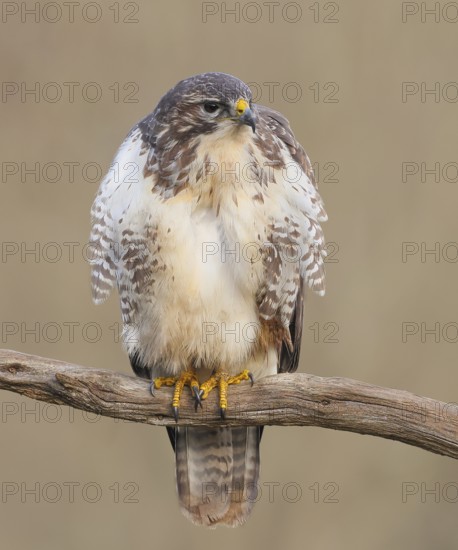 Buzzard (Buteo buteo) sitting attentively on a branch, wildlife, animals, birds, bird of prey, nature photography, Siegerland, North Rhine-Westphalia, Germany