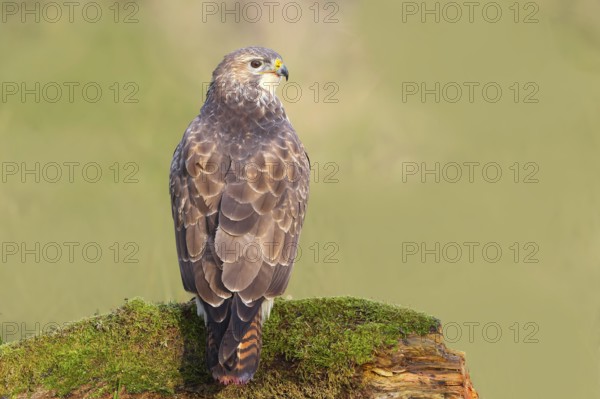 Buzzard (Buteo buteo) sitting attentively on a moss-covered tree stump, Wildlife, Animals, Birds, Bird of prey, Nature photography, Siegerland, North Rhine-Westphalia, Germany
