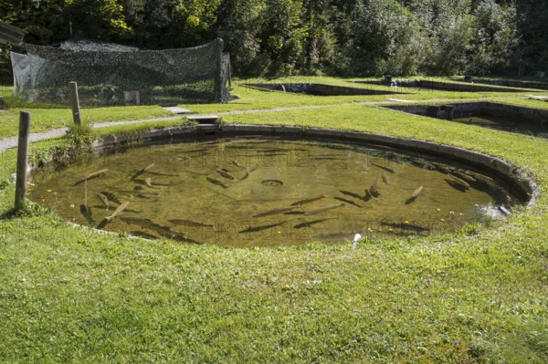 Trout in the pond, Kreuth fishing, Herzogliche Fischzucht Wildbad Kreuth, Tegernsee Valley, Upper Bavaria, Bavaria, Germany