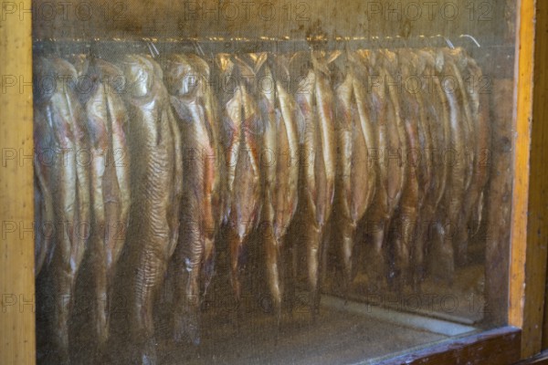 Trout in the smokehouse, fishing Kreuth, Herzogliche Fischzucht Wildbad Kreuth, Tegernsee Valley, Upper Bavaria, Bavaria, Germany