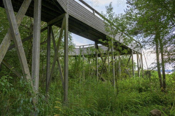 Long wooden bridge leads through lush greenery and trees to an observation tower at Lake Tåkern barrier-free access for wheelchair users, Tåkern, Vadstena, Östergötalands Län, Sweden
