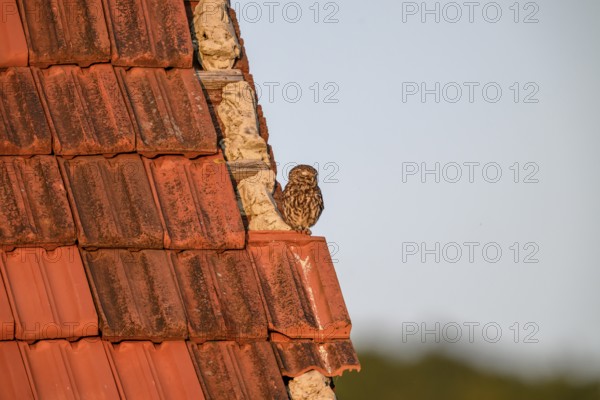 Little owl (Athene noctua) adult adult bird resting on an old tiled roof, surrounded by nature and tranquillity, Wiehengebirge, Lower Saxony, Germany