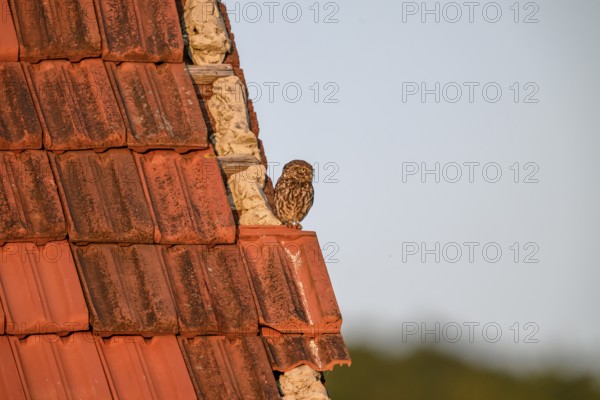 Little owl (Athene noctua) adult adult bird sitting on the edge of a tiled roof of a building and looking into the distance, Wiehengebirge, Lower Saxony, Germany