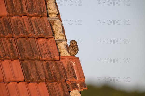 Little owl (Athene noctua) adult adult bird resting on an old tiled roof, surrounded by nature and tranquillity, combining nature with architecture, Wiehengebirge, Lower Saxony, Germany