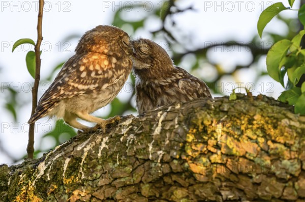 Two little owls (Athene noctua) juvenile branchlings on a tree trunk in an intimate gesture. The warm, natural colours create a harmonious atmosphere, Wiehengebirge, Lower Saxony, Germany