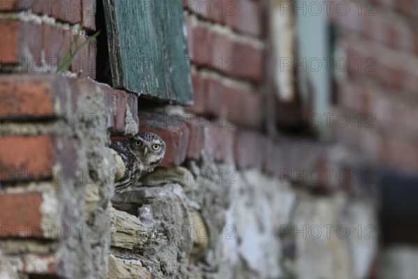 Little owl (Athene noctua) Alt-bird owl looking out of a weathered building, surrounded by old bricks, An owl looks out of an opening in an old brick wall. Expression of curiosity and vigilance, Wiehengebirge, Lower Saxony, Germany