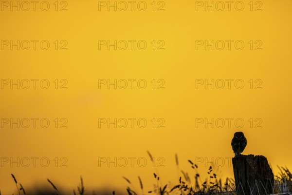 The silhouette of an owl Little Owl (Athene noctua) stands out clearly against a yellow, expansive sunset sky, a single owl silhouetted against a warm, orange sky, Wiehengebirge, Lower Saxony, Germany