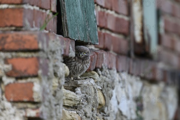 Little owl (Athene noctua) Juvenile owl looking out of a weathered building surrounded by old bricks, An owl looks out of an opening in an old brick wall. Expression of curiosity and vigilance, Wiehengebirge, Lower Saxony, Germany