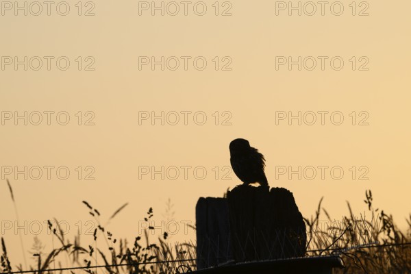 A tranquil bird silhouette stonecrop (Athene noctua) at sunset on a post with grass, owl in shadow sitting on a post at sunset, surrounded by vegetation. Calm atmosphere, Wiehengebirge, Lower Saxony, Germany