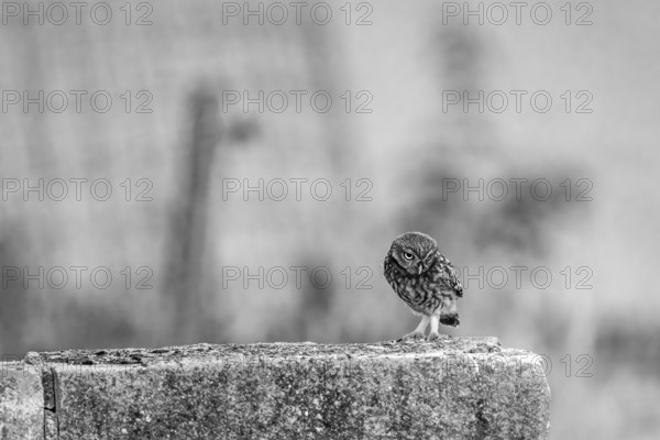 A focussed view of an owl Little owl (Athene noctua) on a wall, the surroundings are blurred, An owl stands attentively on an old wall in a high-contrast black and white photo, Wiehengebirge, Lower Saxony, Germany